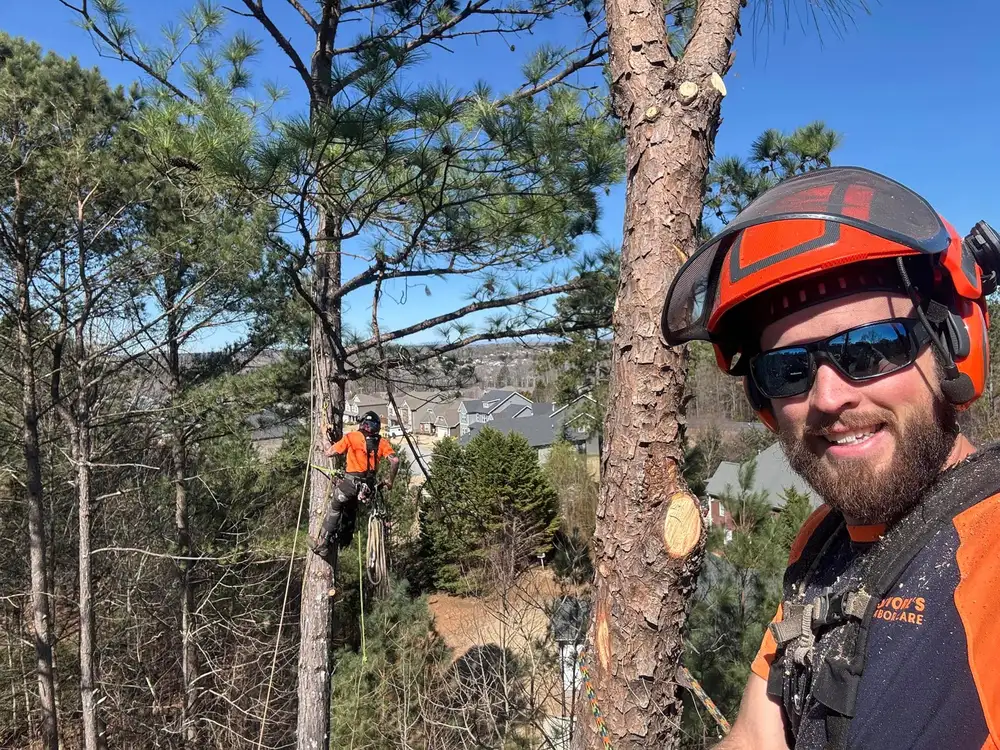 Multiple tree removals by certified arborist DeVore's Arbor Care in Greenville South Carolina