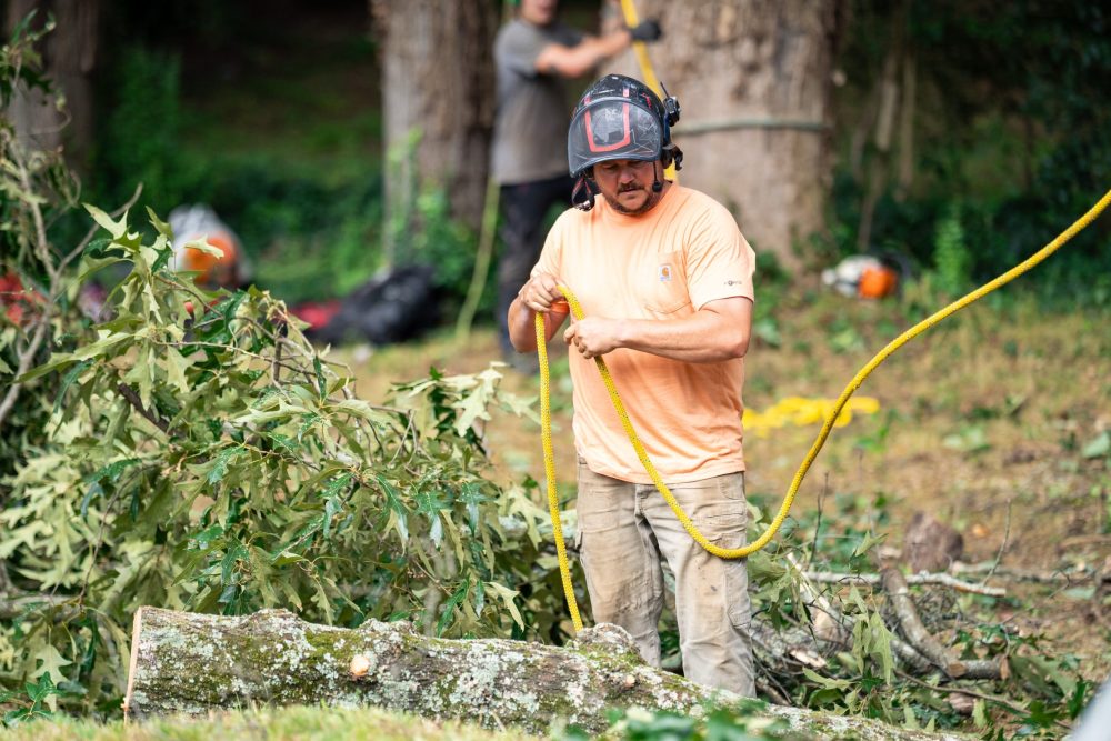 When Do You Need Emergency Tree Removal in Upstate South Carolina?