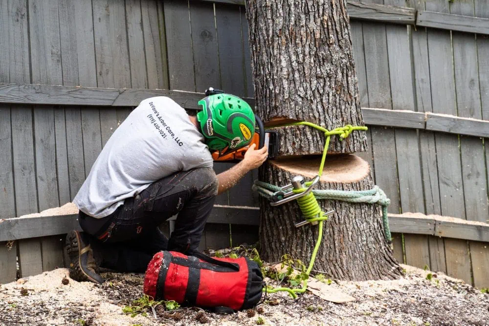 Tree removal service in Greenville SC with controlled lowering near home