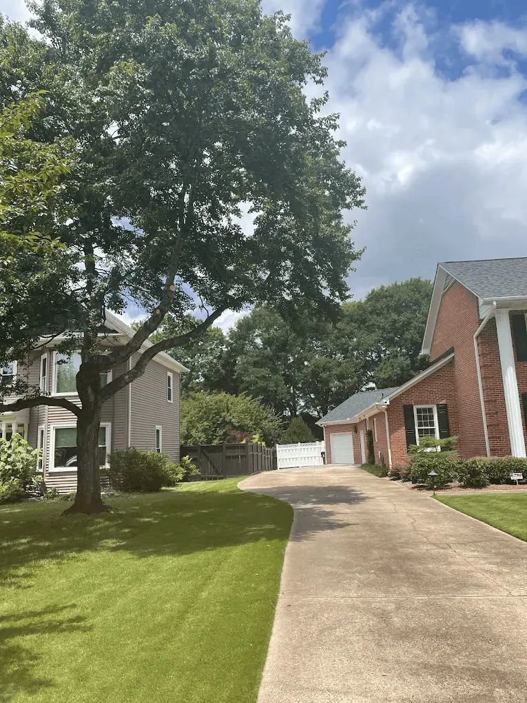Spring Tree Care Checklist for Upstate SC Homeowners