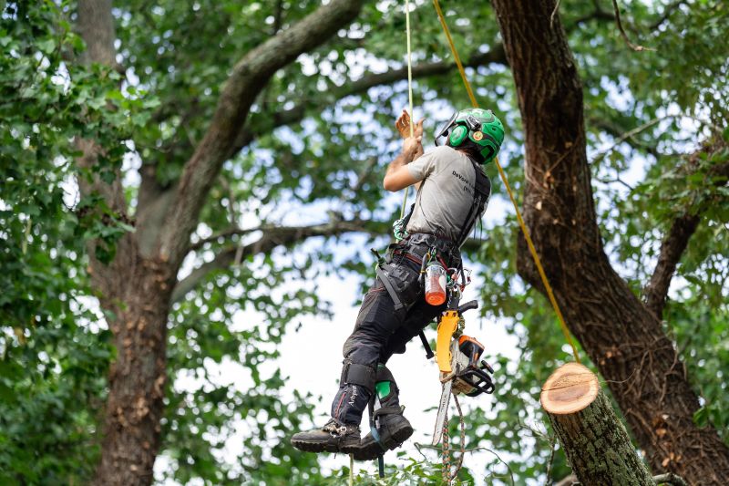 Tree Company in Travelers Rest, SC | DeVore's Arbor Care