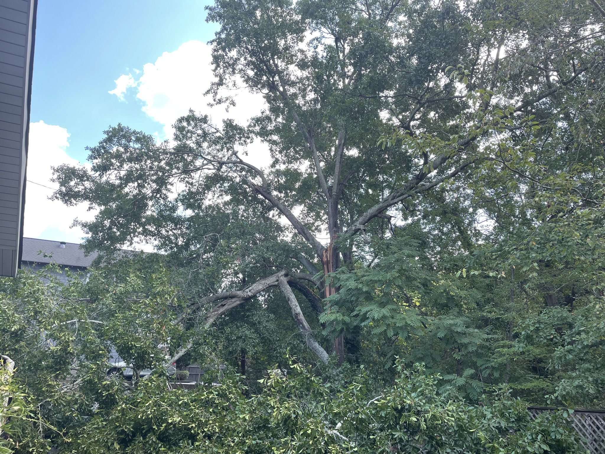 Damaged trees and fallen limbs after a storm in Upstate South Carolina, highlighting the need for cleanup.