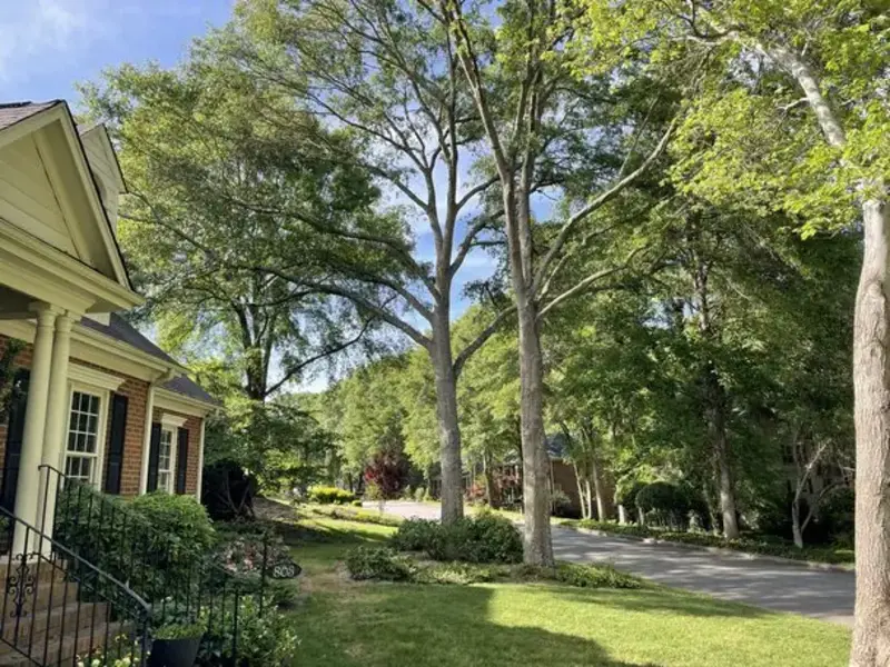 Tree pruning service in Greenville SC with clean and quiet work