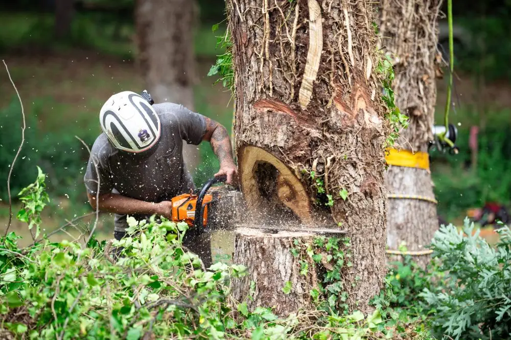 Tree removal and stump grinding in Greenville SC with organized crew